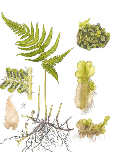 Phegopteris connectilis